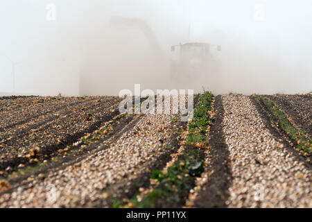 20. September 2018, Sachsen-Anhalt, Calbe: ein Traktor einen Harvester über einen Bereich der gerodeten Zwiebeln neben einem Lkw, der die Zwiebeln aus dem Feldhäcksler. Wegen der Dürre, die Zwiebel Ernte in Mitteldeutschland ist deutlich schlechter als in durchschnittlichen Jahren. Mitteldeutsche Zwiebelkontor, in Calbe, erwartet weniger als ein Drittel eines normalen Ernte. Foto: Klaus-Dietmar Gabbert/dpa-Zentralbild/dpa Stockfoto