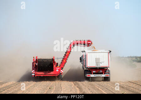 20. September 2018, Sachsen-Anhalt, Calbe: ein Traktor einen Harvester über einen Bereich der gerodeten Zwiebeln neben einem Lkw, der die Zwiebeln aus dem Feldhäcksler. Wegen der Dürre, die Zwiebel Ernte in Mitteldeutschland ist deutlich schlechter als in durchschnittlichen Jahren. Mitteldeutsche Zwiebelkontor, in Calbe, erwartet weniger als ein Drittel eines normalen Ernte. Foto: Klaus-Dietmar Gabbert/dpa-Zentralbild/dpa Stockfoto