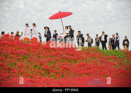 Anjo, Aichi, Japan. 23 Sep, 2018. 3 Millionen Lycoris Radiatas in voller Blüte in der Nähe des Flusses Yakachi in Handa City, wo die Braut fährt in einem rikscha, und der Bräutigam zu Fuß weiter, um es während Ihrer traditionellen Japanischen Stil Hochzeit. Diese Art der traditionellen Hochzeit wird jährlich von der Braut und Bräutigam statt, die im Herbst Festival der Gon am Yanabe Hachiman Schrein Heiraten gesehen. Credit: Takahiro Yoshida/SOPA Images/ZUMA Draht/Alamy leben Nachrichten Stockfoto