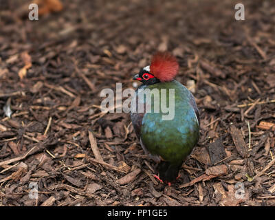 Männliche roul-roul Rebhuhn. Eine spektakuläre maroon Crest und ein glänzendes schwarzes Gefieder. Stockfoto