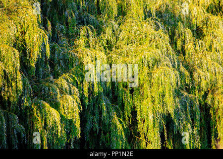 Trauerweide (Olea europaea) im Sommer. Stockfoto