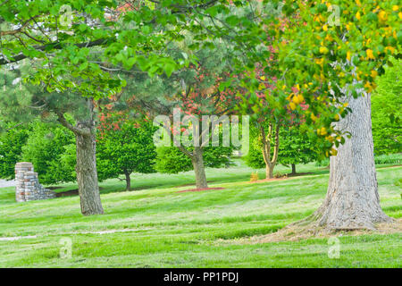 Laub mit der roten Blüten der Roßkastanie und ein steinernes Tor im Hintergrund an der St. Louis Forest Park an einem Frühlingsabend im Mai. Stockfoto