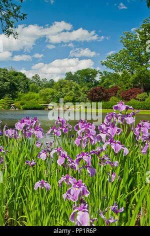 ST. LOUIS - Juni 12: Helle geschwollene Wolken im blauen Himmel über rosa Iris am See im Japanischen Garten an der Missouri Botanical Garden auf einer Mitte Stockfoto