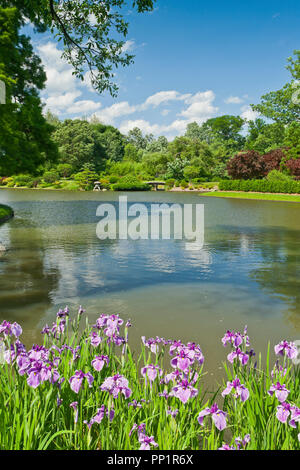 ST. LOUIS - Juni 12: Helle geschwollene Wolken im blauen Himmel über und in den See im Japanischen Garten an der Missouri Botanical Garden auf einer Mitte J Stockfoto