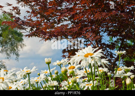 Weiße Margeriten und ein Japanischer Ahorn Baum mit tiefen Rot Laub in den Werken des Verdienstes Garten in St. Louis Forest Park auf einem leicht bewölkt Juni Sommer ev Stockfoto