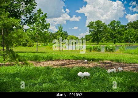 Feuchte Luft ist ein Sommertag liefert eindrucksvolle, wogenden cumulus Wolken über dem Pfosten - Abfertigung See Bei St. Louis Forest Park. Es gibt mehrere mushroo Stockfoto