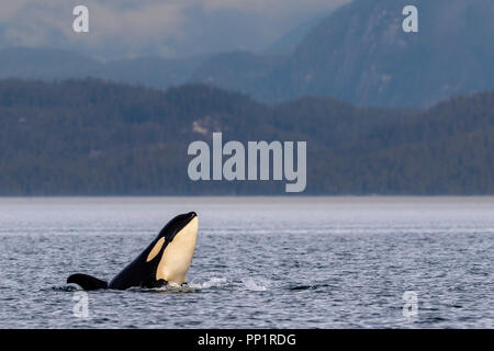 Norden ansässigen Orca (Schwertwale, Orcinus orca) Spy-hopping in Queen Charlotte Strait in der Nähe des Great Bear Rainforest, British Columbia. Stockfoto