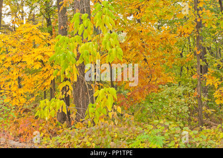 Poison Ivy im Unterholz hält uns, aber wir können immer noch genießen Sie den Blick. Herbstlaub am St. Louis Forest Park im Oktober. Stockfoto