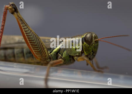 Große Heuschrecke Makro anzeigen. In der Nähe von Grün und Orange Heuschrecke. Insekt Makro Natur. Stockfoto