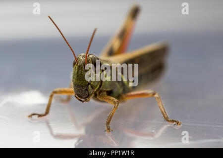 Grasshopper vor der Kamera. Große grüne Gras hopper Reinigung die Antenne mit der vorderen Beine. In der Nähe von kleinen Insekten isoliert. Stockfoto