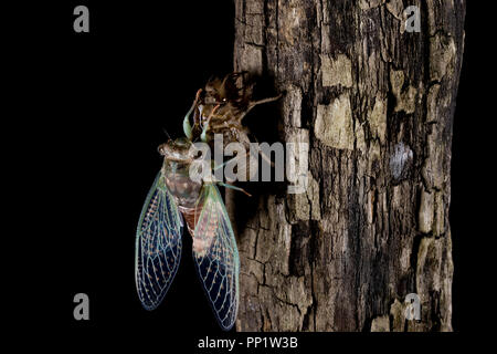 Neue geboren nach zikade. Zikade nach der Mauser und gehen durch die Metamorphose Prozess. Wachsende und die Umwandlung ins Erwachsenenalter. Geflügelte Insekten in der Nähe Stockfoto