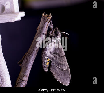 Tabakkäfer fünf Gefleckte hawk Moth. Frisch geschlüpfte Schmetterling. Stockfoto