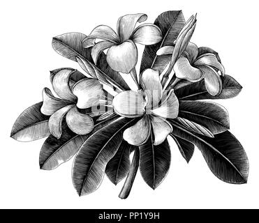 Frangipani Blüten Hand zeichnen vintage Gravur Clipart auf weißem Hintergrund Stock Vektor