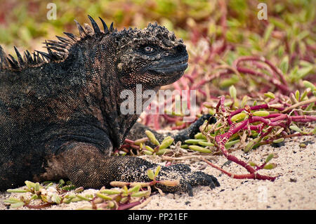 Die Marine iguana, Amblyrhynchus cristatus, ist eine Leguan nur in Galapagos Archipel gefunden und hat die einzigartige Fähigkeit, im Meer zu Futter. Stockfoto