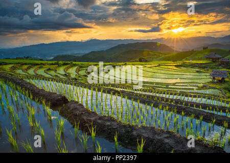 Transplant Reis terrasse Pflanzgut Feld in Ban Pa Bong Piang, Chiagmai, im Norden von Thailand, während der Dämmerung Dämmerung Himmel Stockfoto