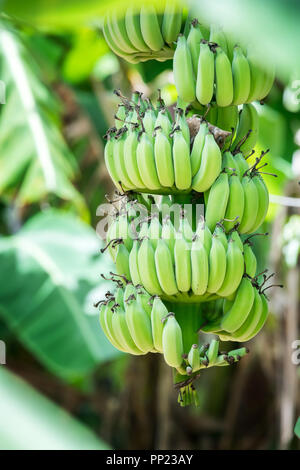 Unreife Bananen Bündel auf Baum, Nahaufnahme, Thailand Stockfoto