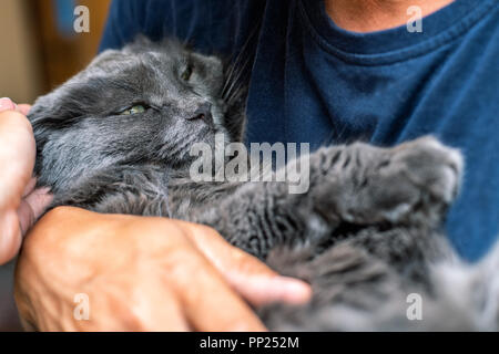 Mann umarmt die Katze es Holding in die Arme und drückt auf seine Brust mit Liebe Stockfoto