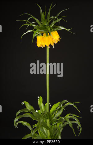 Einzelne Blüte Gelb Kaiserkrone Blumen auf schwarzem Hintergrund Stockfoto