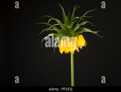 Blüte Gelb Kaiserkrone Blütenkopf auf schwarzem Hintergrund Stockfoto