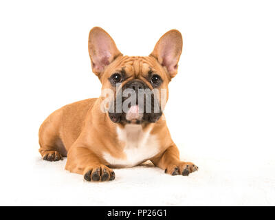 Braun französische Bulldogge von der Seite liegend auf einer weißen Decke, Kamera auf einem weißen Hintergrund zu sehen Stockfoto