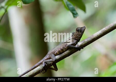 Eine Borneo Winkel - vorangegangen Lizard (Gonocephalus bornensis) im Regenwald von Danum Valley Conservation Area, Sabah, Malaysia, Borneo Stockfoto