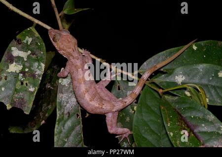 Ein Yoshi gebogen-toed Gecko (Cyrtodactylus yoshii) in der Vegetation in der Danum Valley Conservation Area, Sabah, Malaysia, Borneo Stockfoto