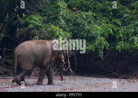 Eine Borneo Pygmy Elefanten (Elephas maximus Borneensis) in der Danum Valley Conservation Area, Sabah, Malaysia, Borneo Stockfoto