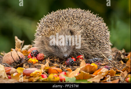 Igel, wild, native, Europäische Igel im Herbst oder Fallen mit Brombeeren und roten Hagebutten. Horizontale. Wissenschaftlicher Name: Erinaceus Europaeus. Stockfoto