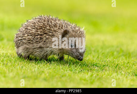 Igel, jung, wild, native, Europäischer Igel, nach rechts in den natürlichen Garten Lebensraum. Wissenschaftlicher Name: Erinaceus europaeus. Horizontale Stockfoto