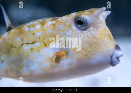 Longhorn cowfish (Lactoria cornuta) am Georgia Aquarium in der Innenstadt von Atlanta, Georgia. (USA) Stockfoto