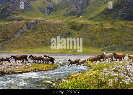 Schafherde über den Fluss im Tal in Kirgisistan und Zentralasien Stockfoto