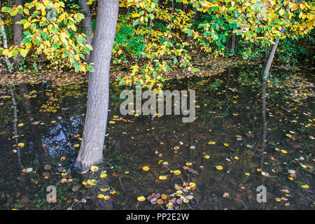 Wald mit großen Pfütze auf hellen, sonnigen Herbsttag Stockfoto