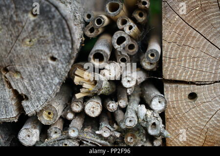 Ein Insekt Hotel oder Insekt House ist eine künstlich geschaffene nisten und überwintern Beihilfen für Insekten Stockfoto