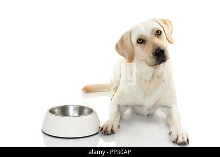 Hungrig MIXEDBRED DER MASTIFF UND LABRADOR RETREIVER ESSEN IN EINER weißen Schüssel. Auf weissem Hintergrund. STUDIO gedreht. Platz kopieren Stockfoto