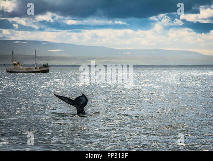 Gäste des eine Whale Watching Tour beobachten ein Buckelwal im offenen Wasser in der Nähe von Húsavík, Island Stockfoto