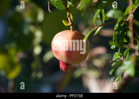 Ein Granatapfel Obst auf dem Granatapfelbaum, der in einem Garten in Peniscola, Nordspanien wachsende Stockfoto