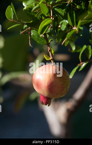 Ein Granatapfel Obst auf dem Granatapfelbaum, der in einem Garten in Peniscola, Nordspanien wachsende Stockfoto