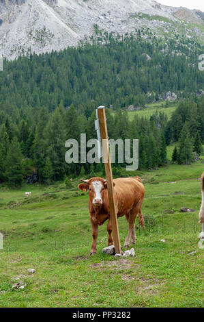 Nahaufnahme einer Rot-weiß Schweizer Kuh, der Rückseite gegen ein Schild in den italienischen Alpen Kratzer auf einem Berg Hang es den Sud Tirol Region. Stockfoto