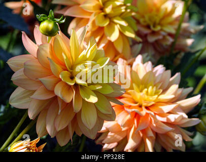 Kerzenlicht Dahlie Vielzahl von Chrysantheme, eine Blume in Nahaufnahme, orange leuchtenden Blütenblätter gleichmäßig drehen in das Goldene Herz der Anlage, eine sonnige Stockfoto