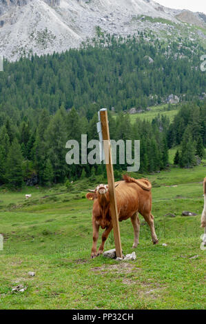 Nahaufnahme einer Rot-weiß Schweizer Kuh, der Rückseite gegen ein Schild in den italienischen Alpen Kratzer auf einem Berg Hang es den Sud Tirol Region. Stockfoto