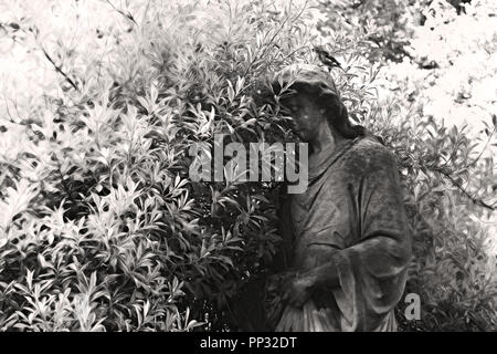 Statue von Engel und Gebüsch. Schwarz-weiß Foto. Vogel auf Engel Kopf. Stockfoto