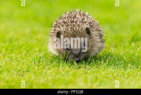 Igel, jung, wild, native, Europäischer Igel, in Fahrtrichtung in natürlichen Garten Lebensraum. Wissenschaftlicher Name: Erinaceus Europaeus. Horizontale. Stockfoto