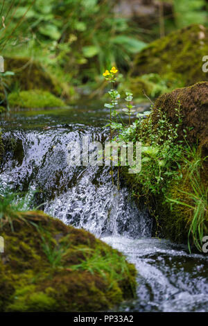 Moorland Stream mit blühenden Affe Blume (Mimulus Guttatus), Yorkshire Dales UK Stockfoto