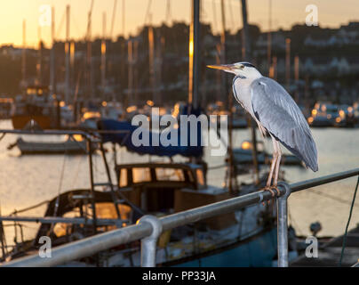 Crosshaven, Cork, Irland. 28 Juni, 2018 ein Reiher am Geländer am frühen Morgen thront, auf der Pier in Crosshaven Co.Cork Stockfoto