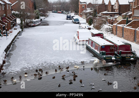 Vögel und narrowboats auf dem gefrorenen Bridgewater Canal am Stockton Heide, Cheshire Stockfoto