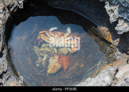 Meer Krabben liegen Tote an den Felsen am Meer. Stockfoto
