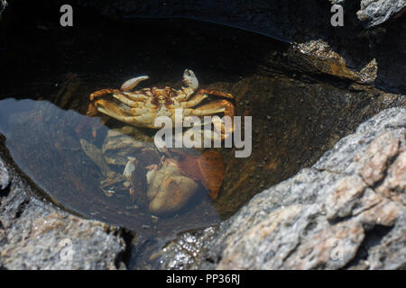 Meer Krabben liegen Tote an den Felsen am Meer. Stockfoto
