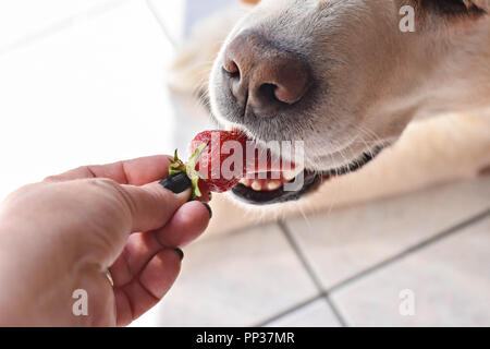 Weißer Labrador Retriever Hund essen eine Erdbeere Obst aus eigner Hand/konzeptionellen Bild des Vertrauens und der Freundschaft zwischen Hund und Mensch Stockfoto