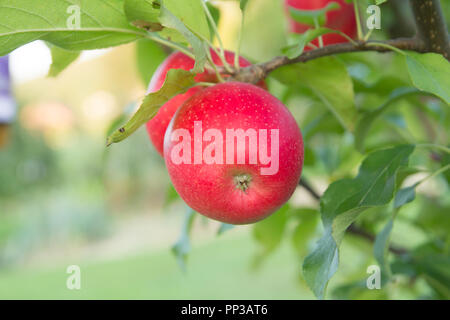 Roter Apfel auf Zweig Stockfoto