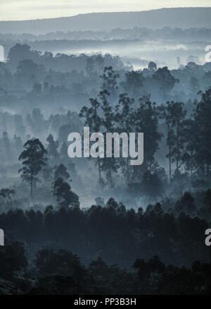 Regenwald bei Tagesanbruch, Mgahinga Gorilla Nationalpark, Uganda. Stockfoto